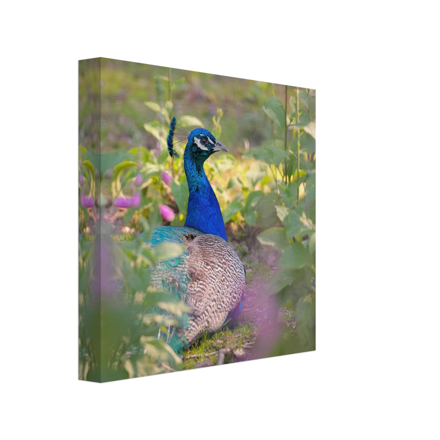 Wandbild majestaetischer pfau lebendige farbenpracht fuer ihre wand in vielen groessen erhaeltlich