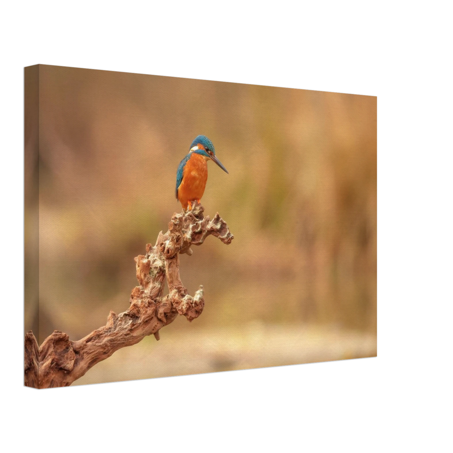 Wandbild eisvogel lebendige naturkunst fuer ihr zuhause in vielen groessen