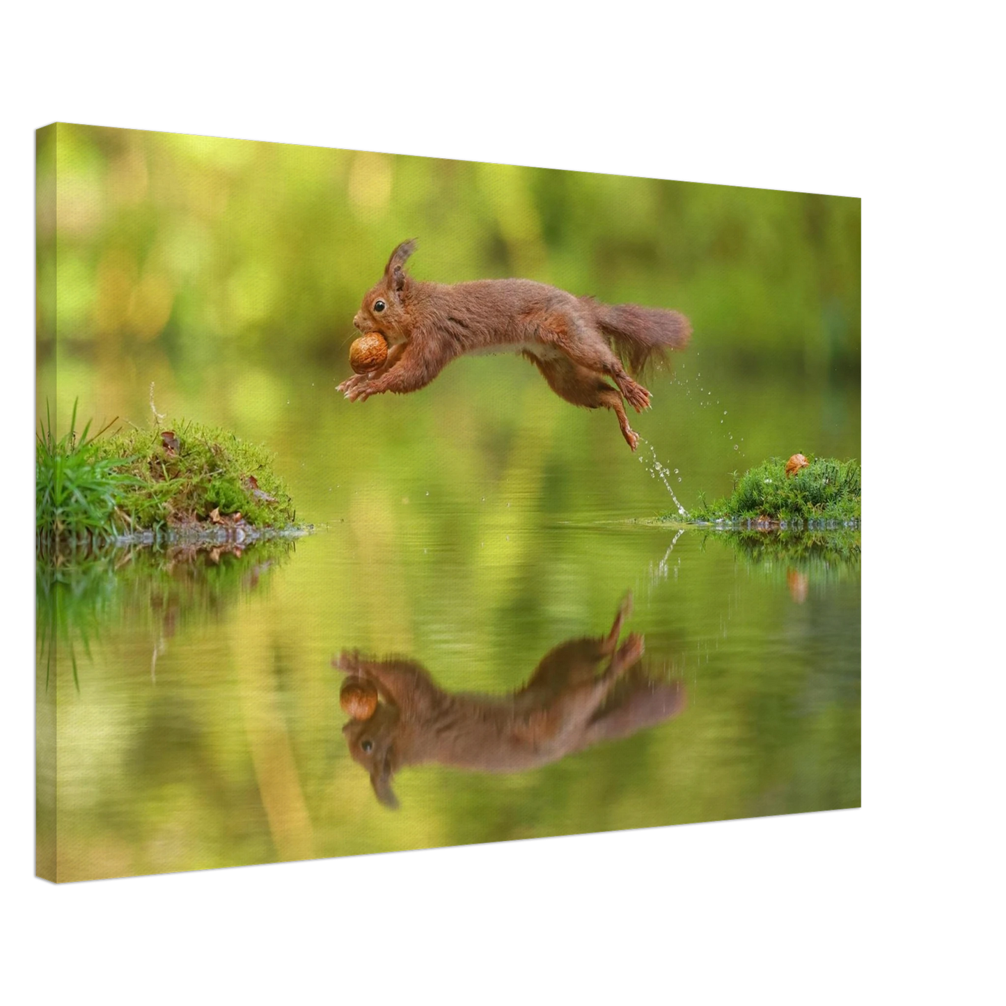 Wandbild eichhoernchen dynamisches wildtier poster mit lebendigen gruentoenen erhaeltlich in verschiedenen groessen