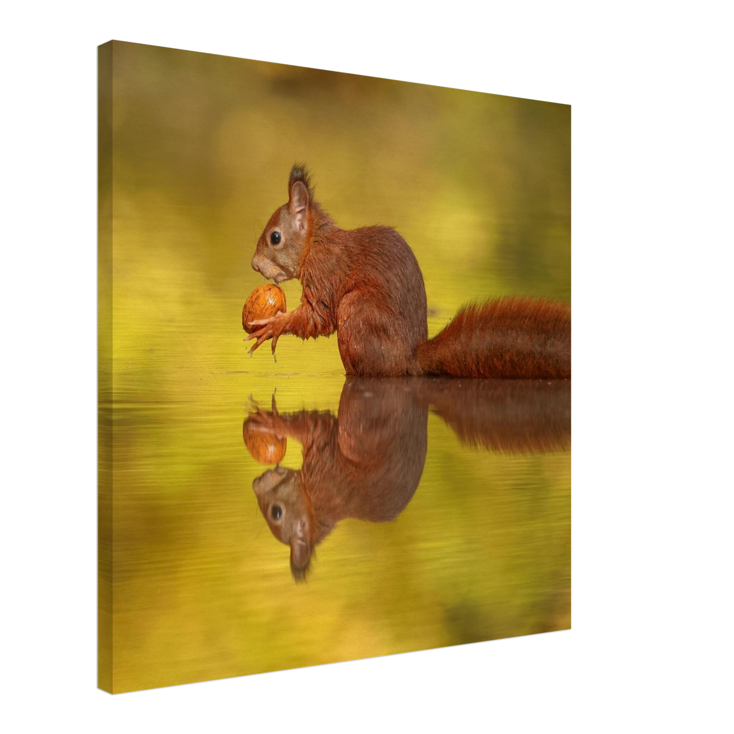 Wandbild eichhoernchen im goldenen herbstlicht lebendige tierfotografie fuer ihre wand