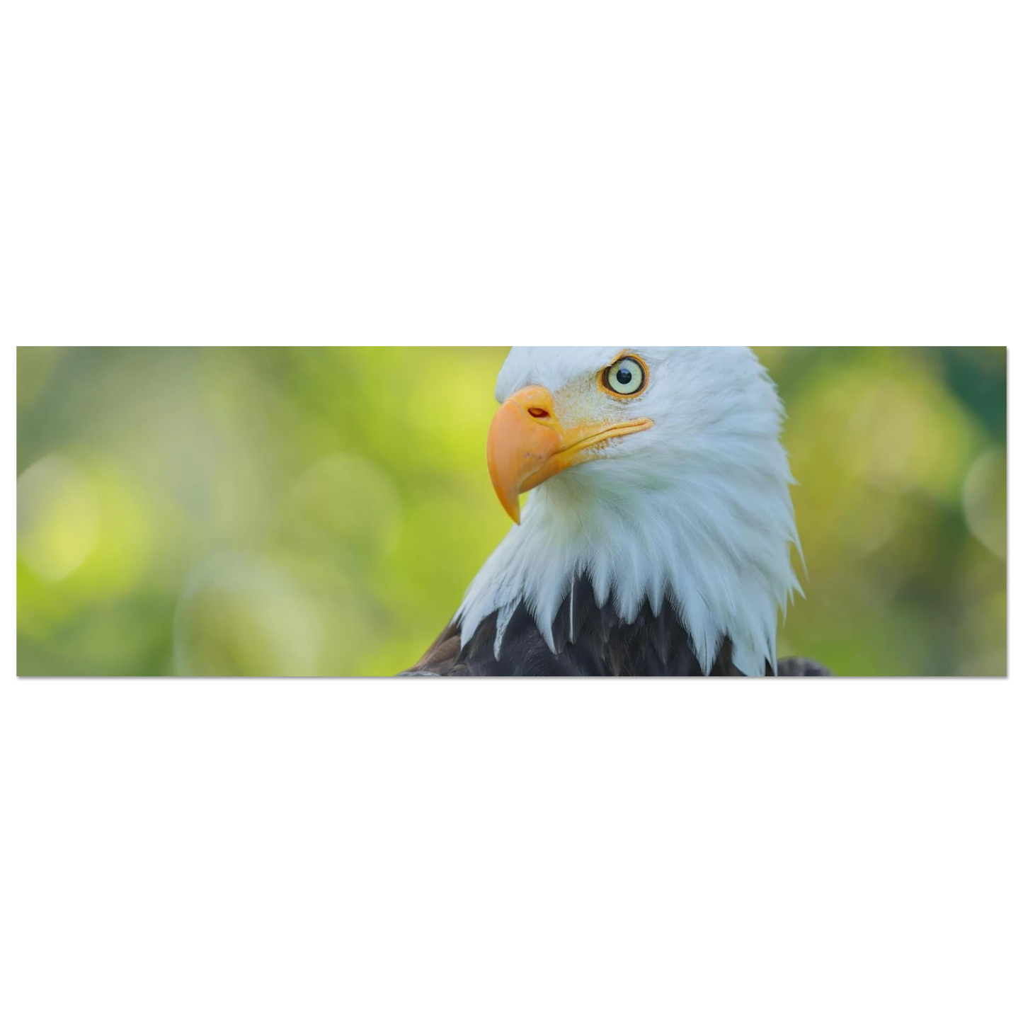 Wandbild majestaetischer weisskopfseeadler eine ode an die freiheit in ihrer wunschgroesse