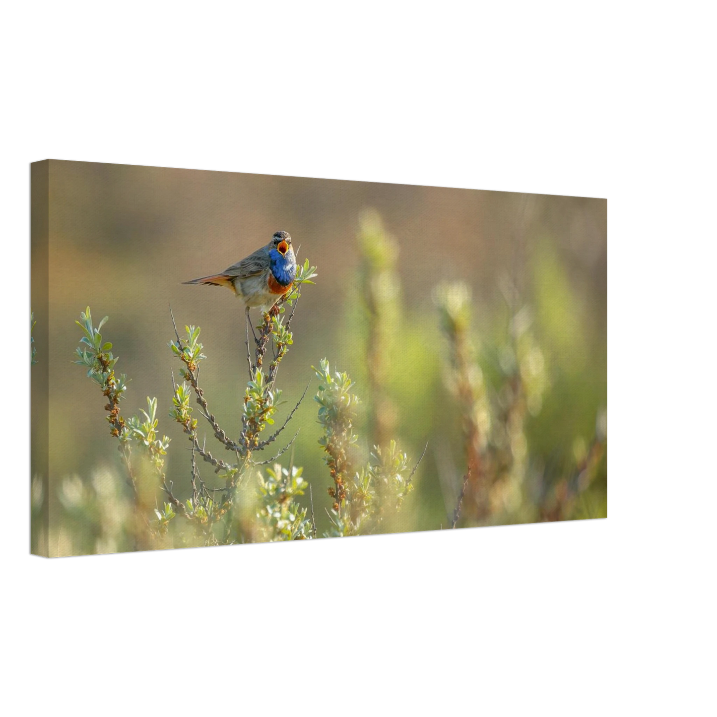 Wandbild blaukehlchen ein meisterwerk der natur auf leinwand in verschiedenen groessen erhaeltlich