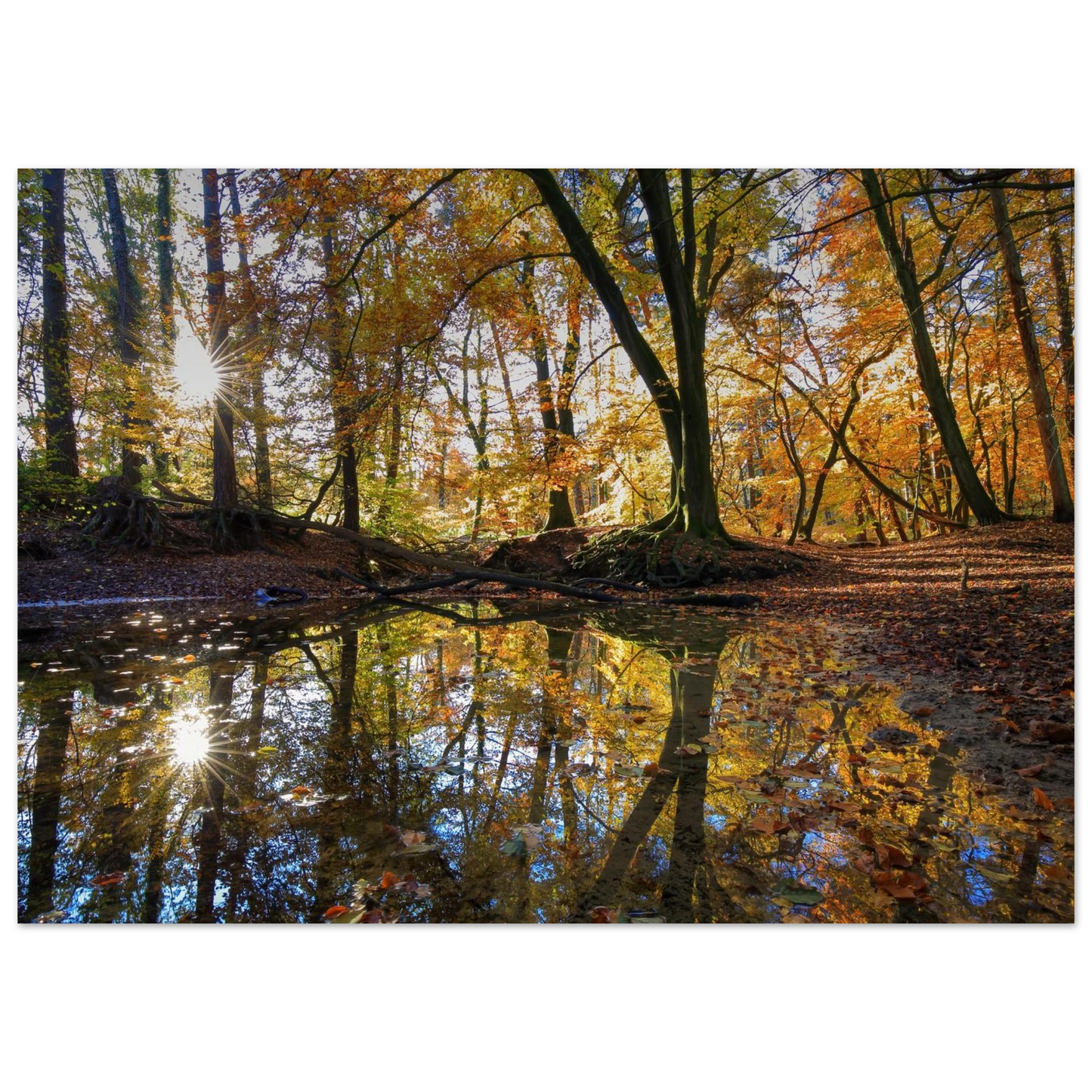 Wandbild goldener herbstwald stimmungsvolle spiegelung der natur in ihrer wunschgroesse