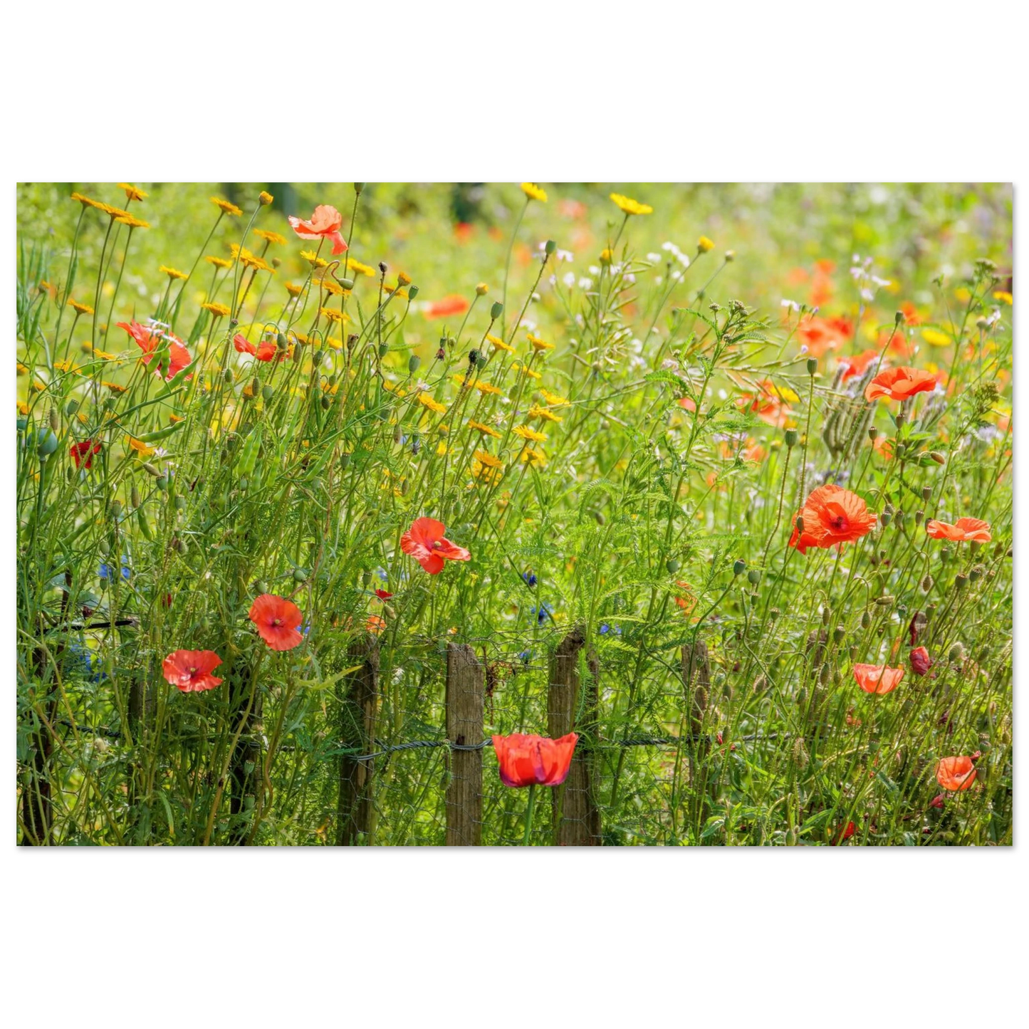 Wandbild wildblumen feld rot gelb sonnige mohnblumen wiese als kunstdruck
