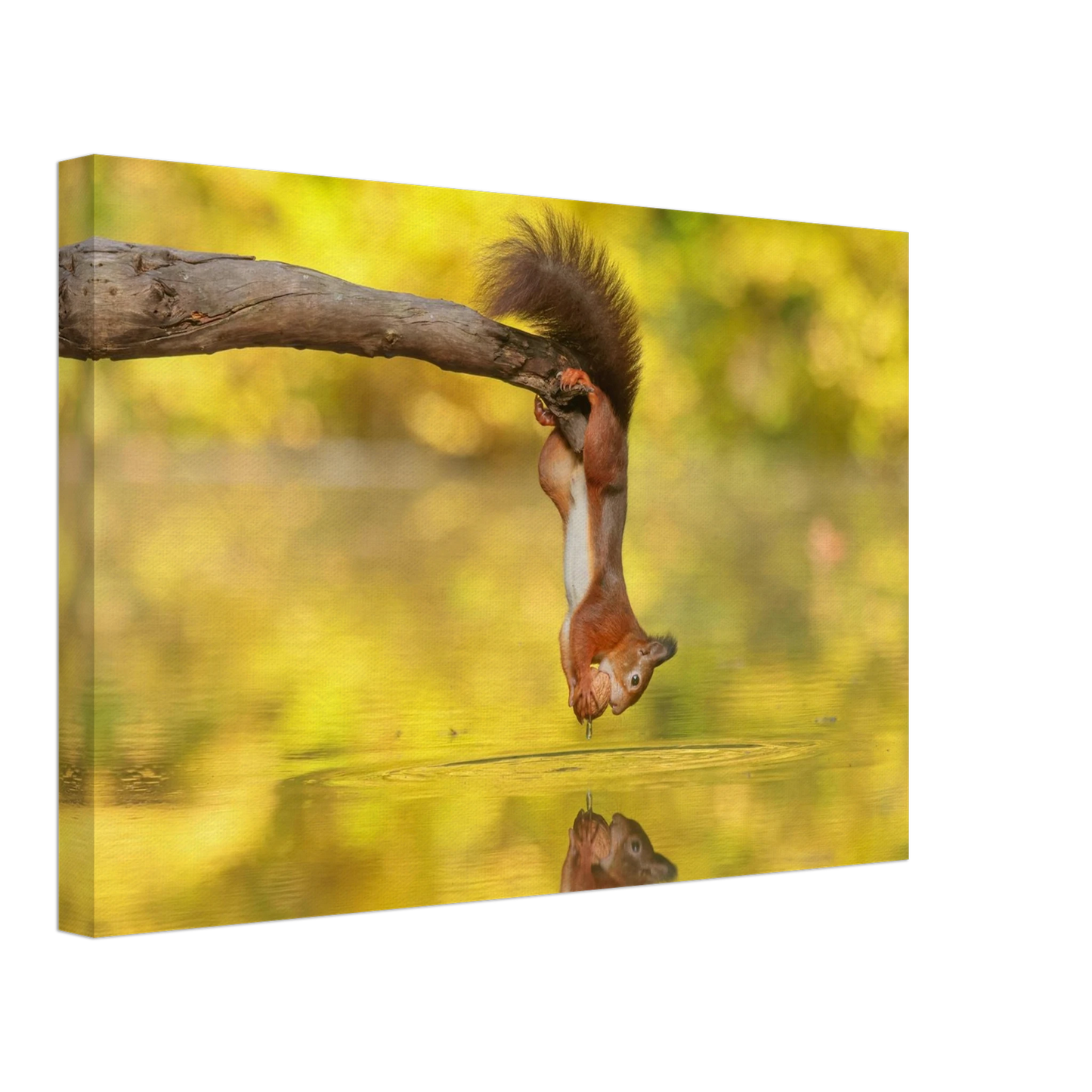 Wandbild akrobatik eichhoernchen lebendiges wildtier kunstwerk fuer ihr zuhause