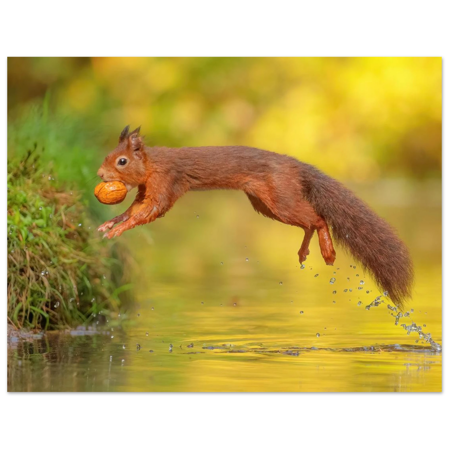Wandbild eichhoernchen mit nuss dynamische tierkunst in leuchtenden herbstfarben
