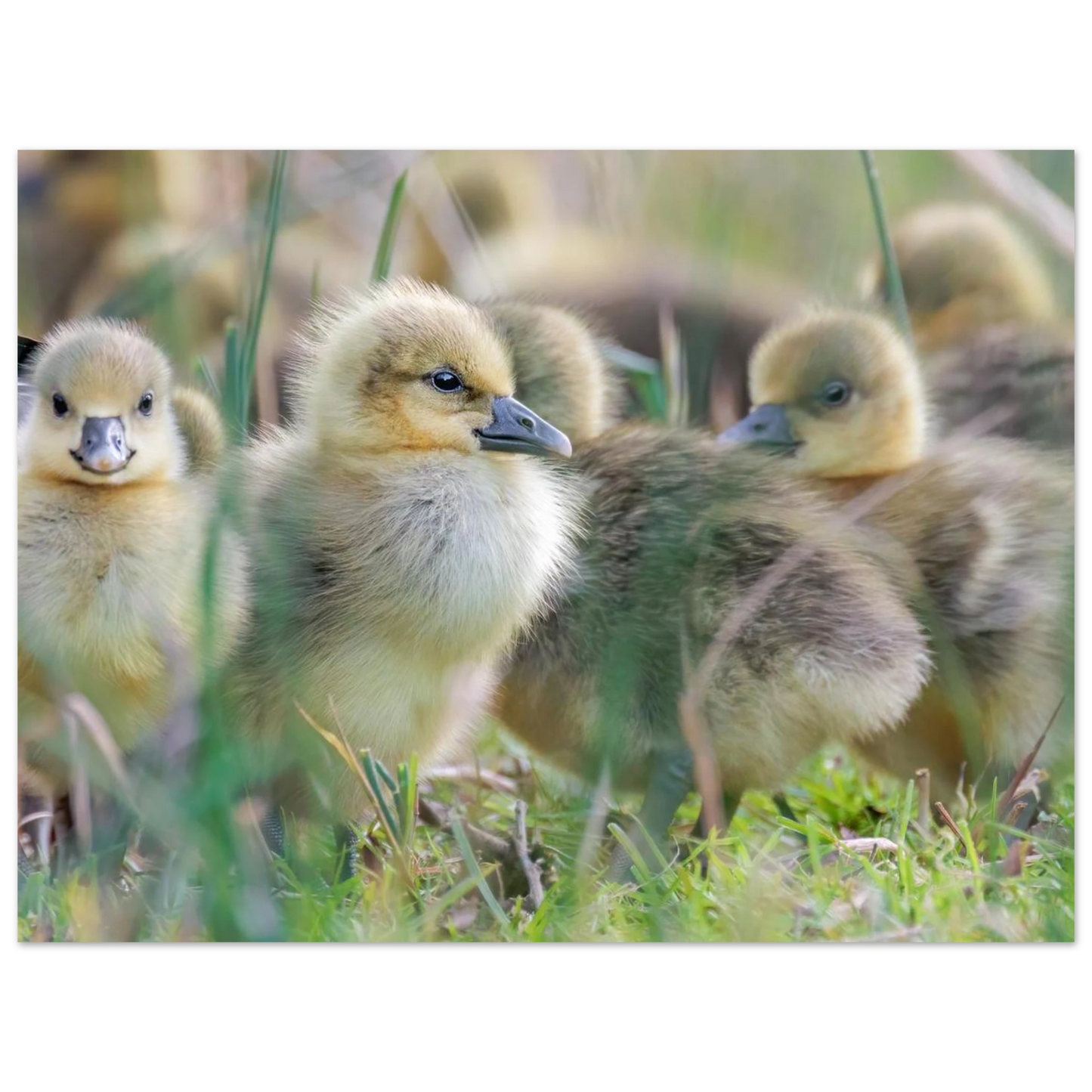 Wandbild kueken in zartgruen und gold suesse baby gans kunst in vielen groessen