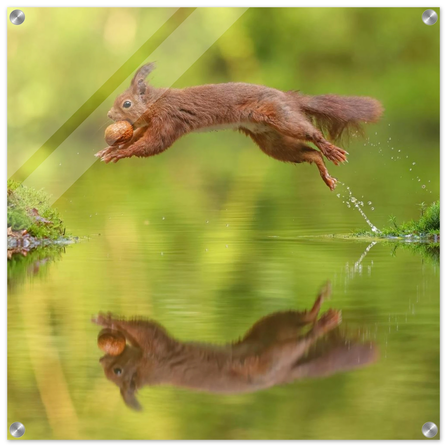 Wandbild eichhoernchen dynamisches wildtier poster mit lebendigen gruentoenen erhaeltlich in verschiedenen groessen