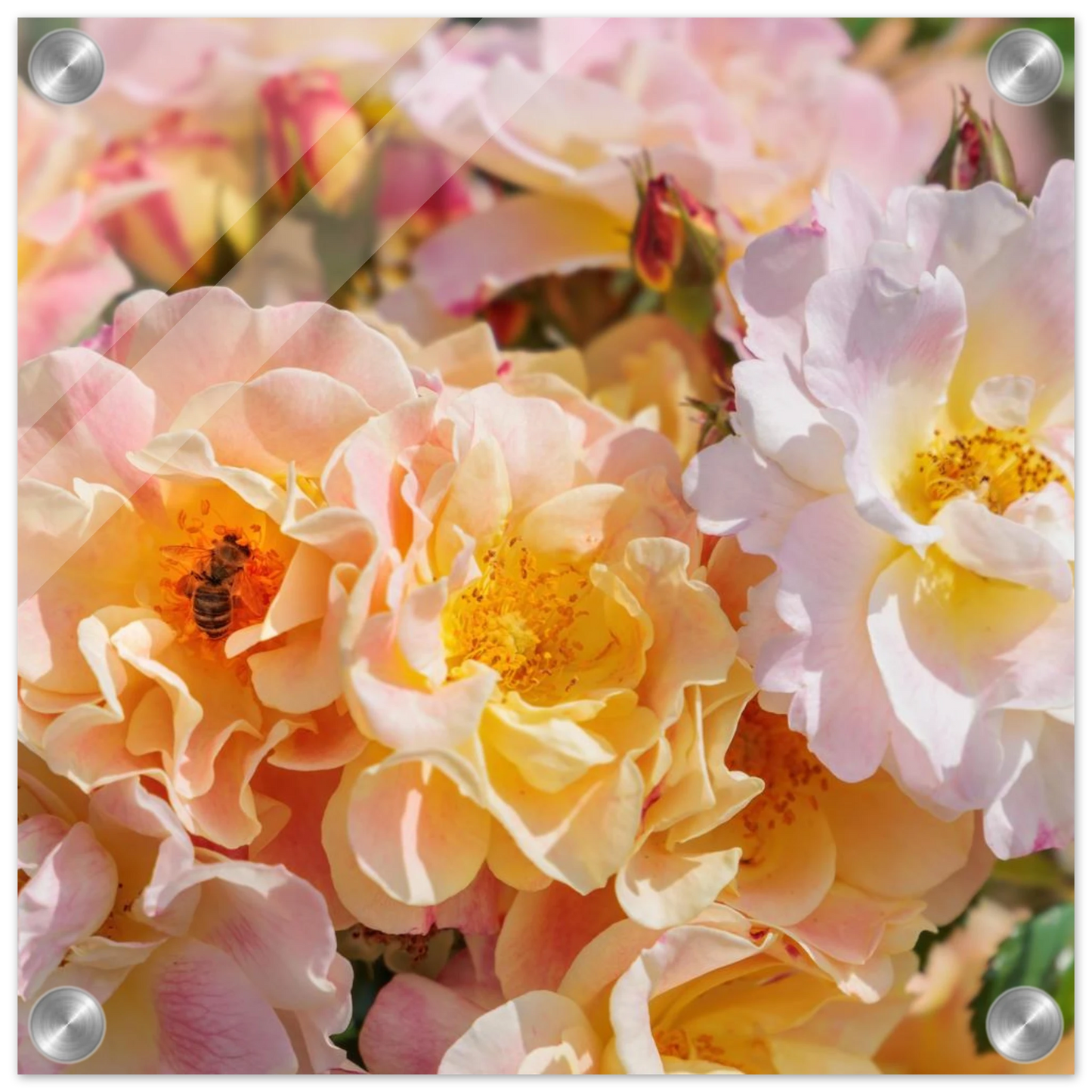 Wandbild bluehende gartenrosen eine honigbienen ode in pastell perfektion in vielen groessen verfuegbar