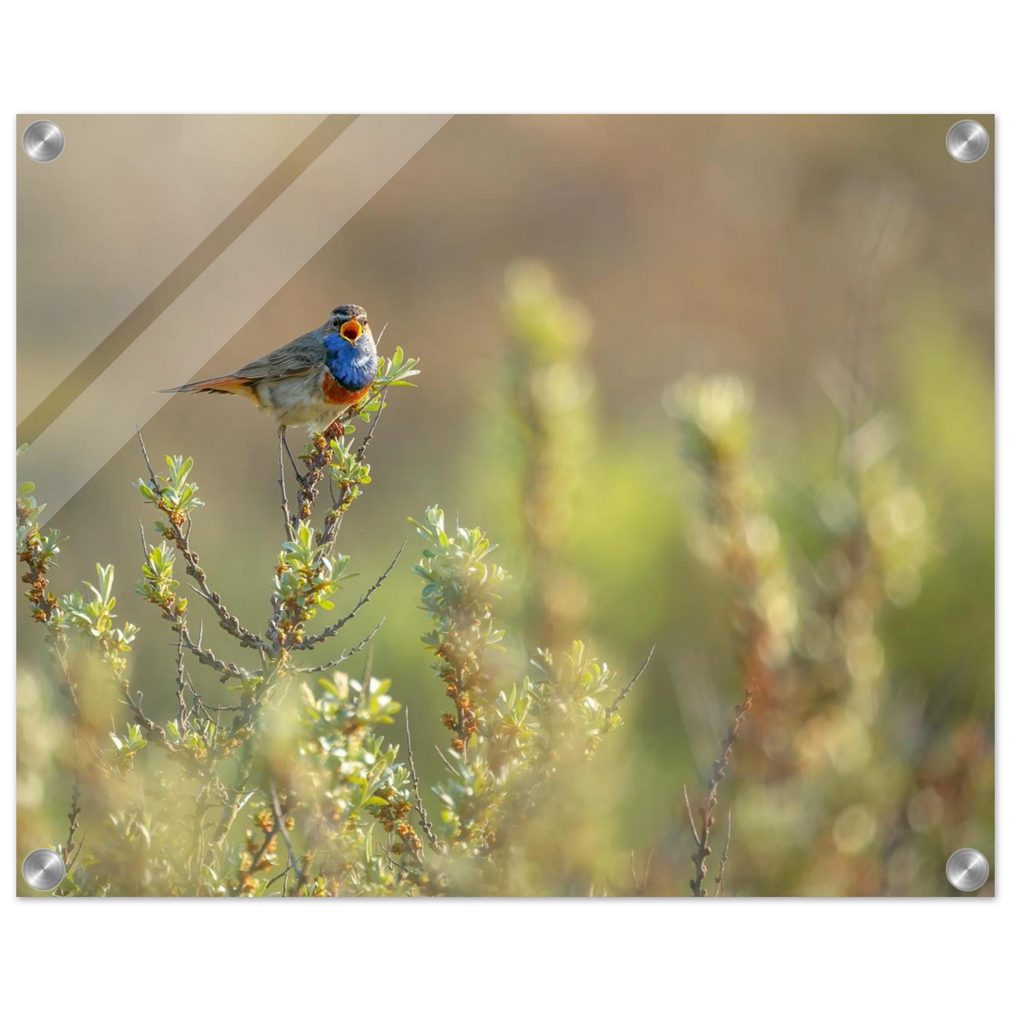 Wandbild blaukehlchen ein meisterwerk der natur auf leinwand in verschiedenen groessen erhaeltlich