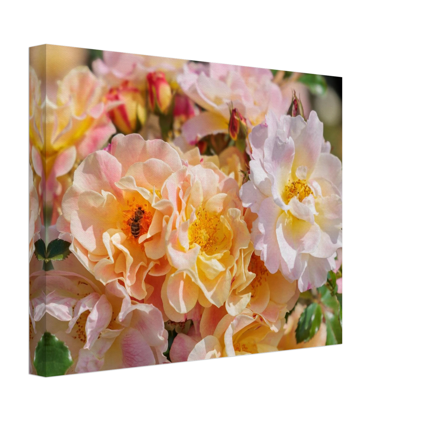 Wandbild bluehende gartenrosen eine honigbienen ode in pastell perfektion in vielen groessen verfuegbar