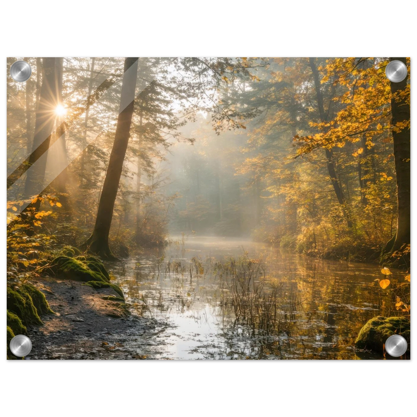 Wandbild Herbstwald morgenlicht wandbild goldenes ambiente in deiner wunschgroesse