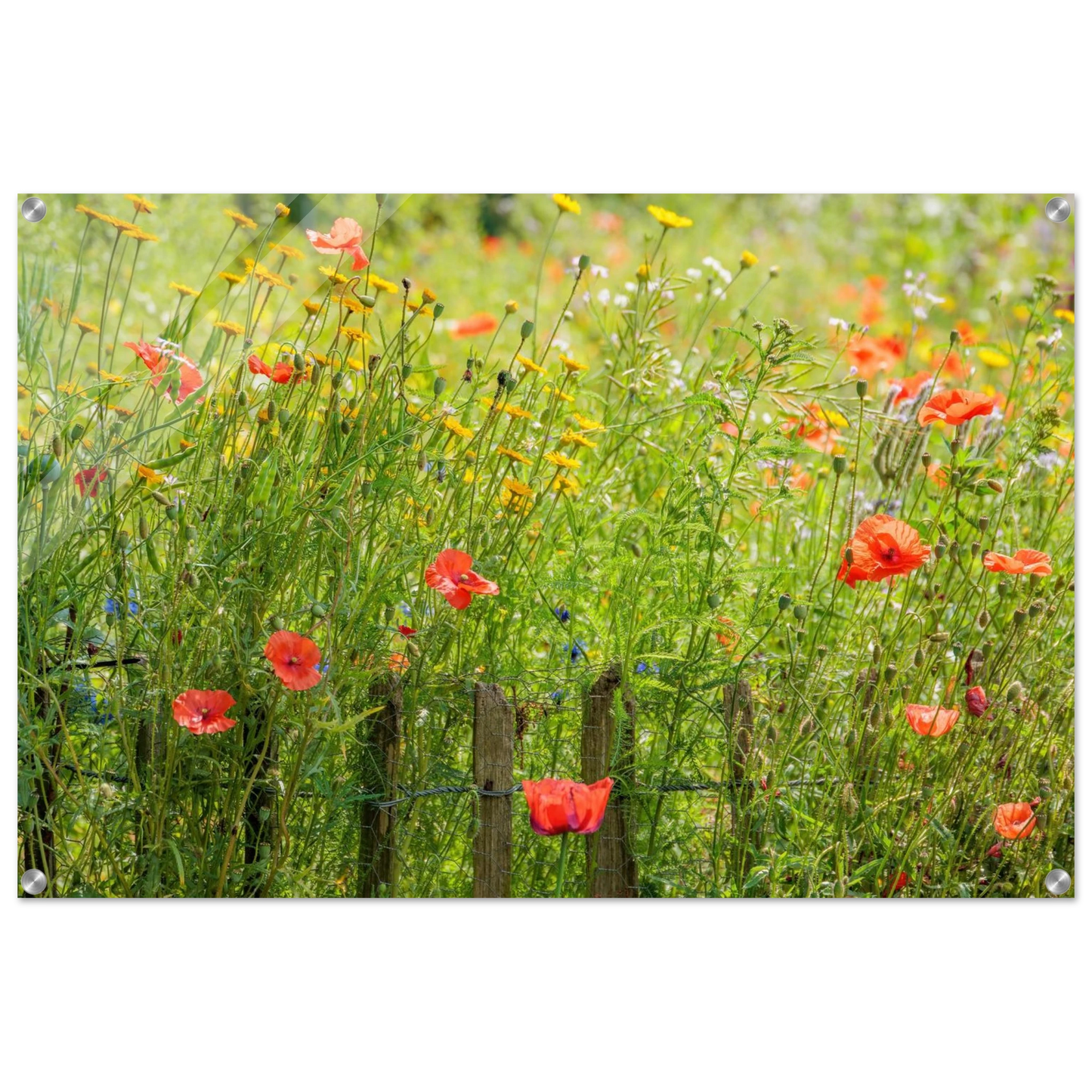 Wandbild wildblumen feld rot gelb sonnige mohnblumen wiese als kunstdruck