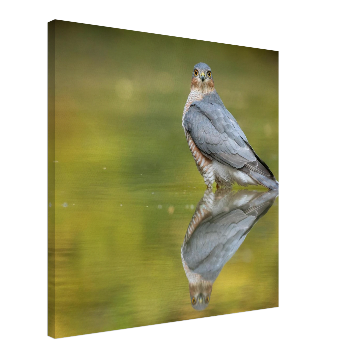 Wandbild mystischer sperber im morgengold faszinierende wildtierfotografie in ihrer wunschgroesse