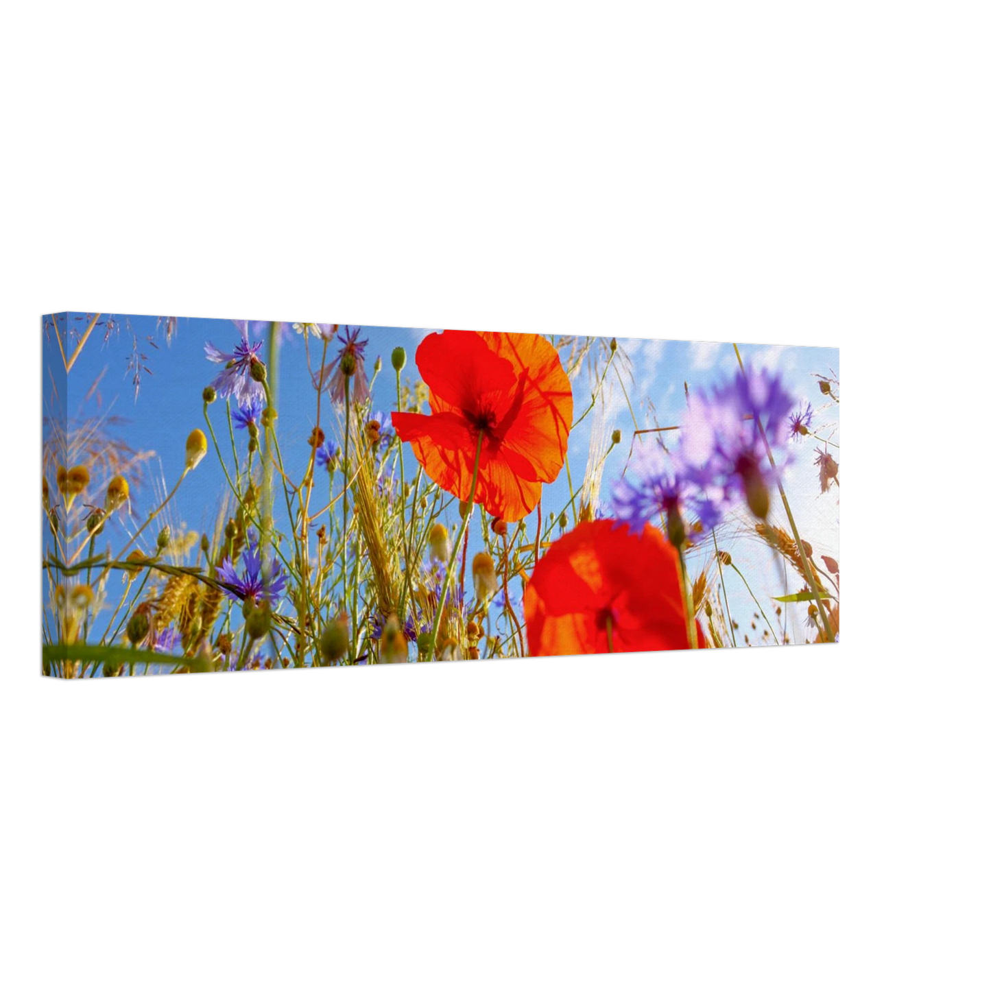 Wandbild lebendige wildblumenwiese mohnblumen kornblumen unter blauem himmel