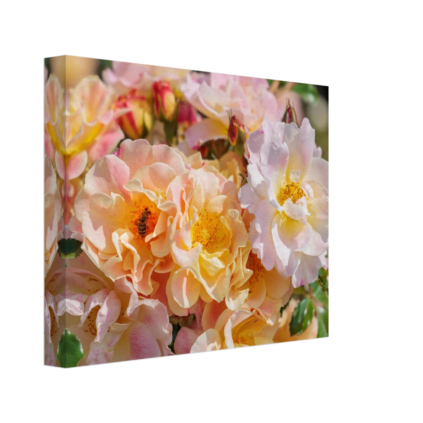 Wandbild bluehende gartenrosen eine honigbienen ode in pastell perfektion in vielen groessen verfuegbar