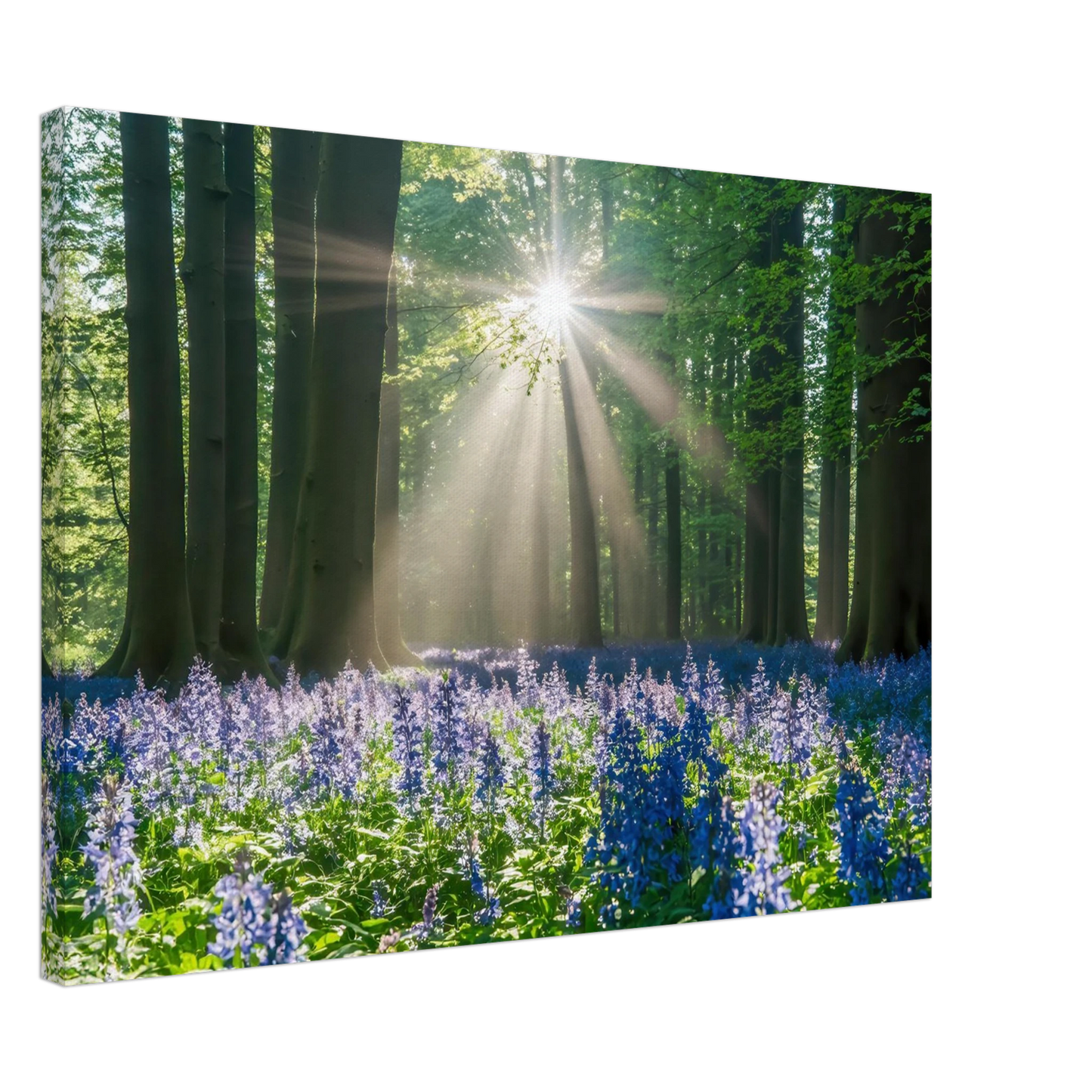 Wandbild bezaubernder wald mit sonnenstrahlen und lila bluetenmeer dein stueck natur