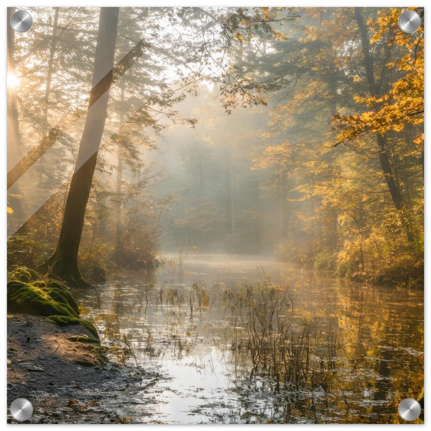 Wandbild Herbstwald morgenlicht wandbild goldenes ambiente in deiner wunschgroesse