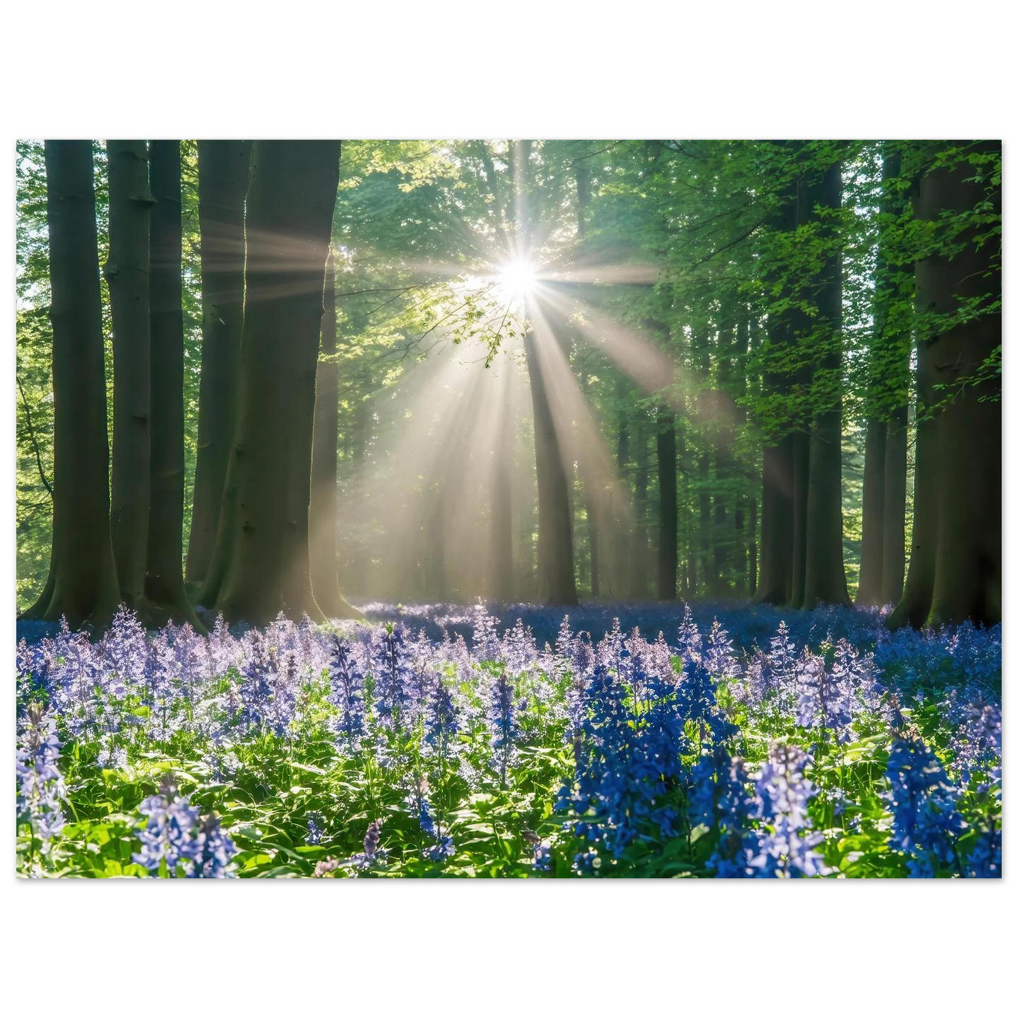 Wandbild bezaubernder wald mit sonnenstrahlen und lila bluetenmeer dein stueck natur