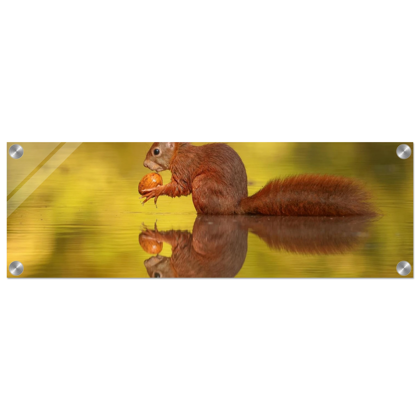 Wandbild eichhoernchen im goldenen herbstlicht lebendige tierfotografie fuer ihre wand