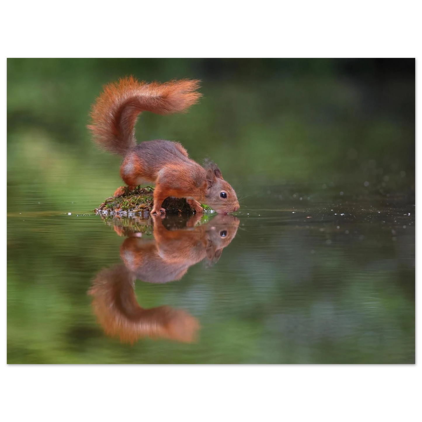 Wandbild durstiges eichhoernchen eine ruhige reflexion in der natur erhaeltlich in vielen groessen