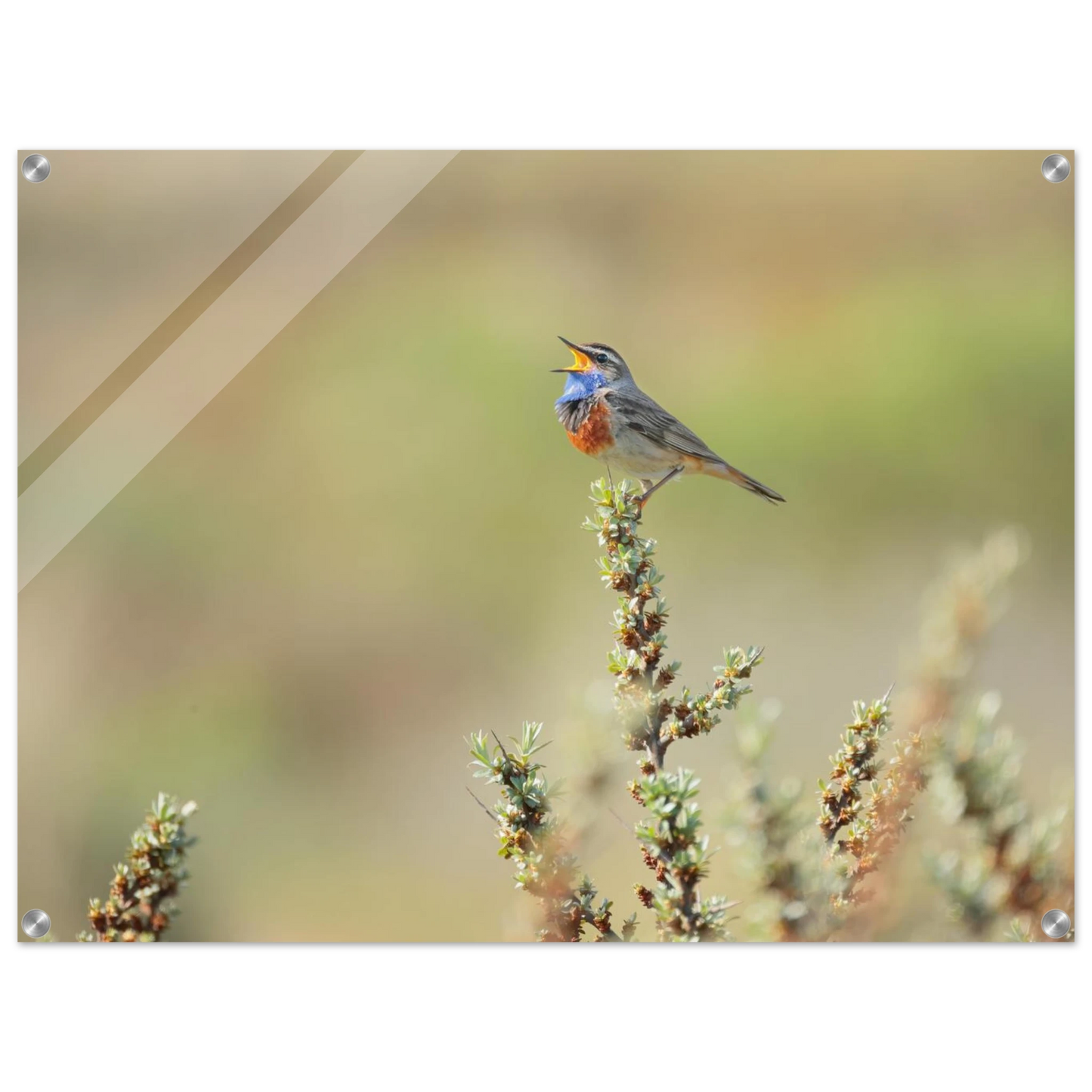 Wandbild der ruf der wildnis ein lebhaftes vogelportraet