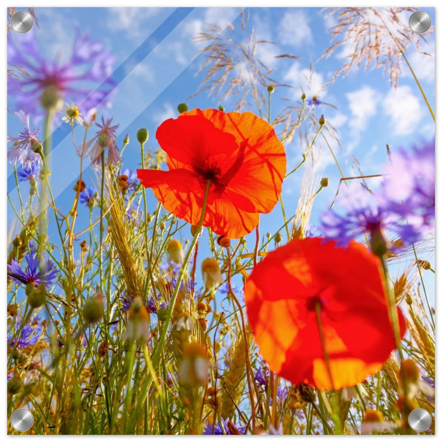 Wandbild lebendige wildblumenwiese mohnblumen kornblumen unter blauem himmel