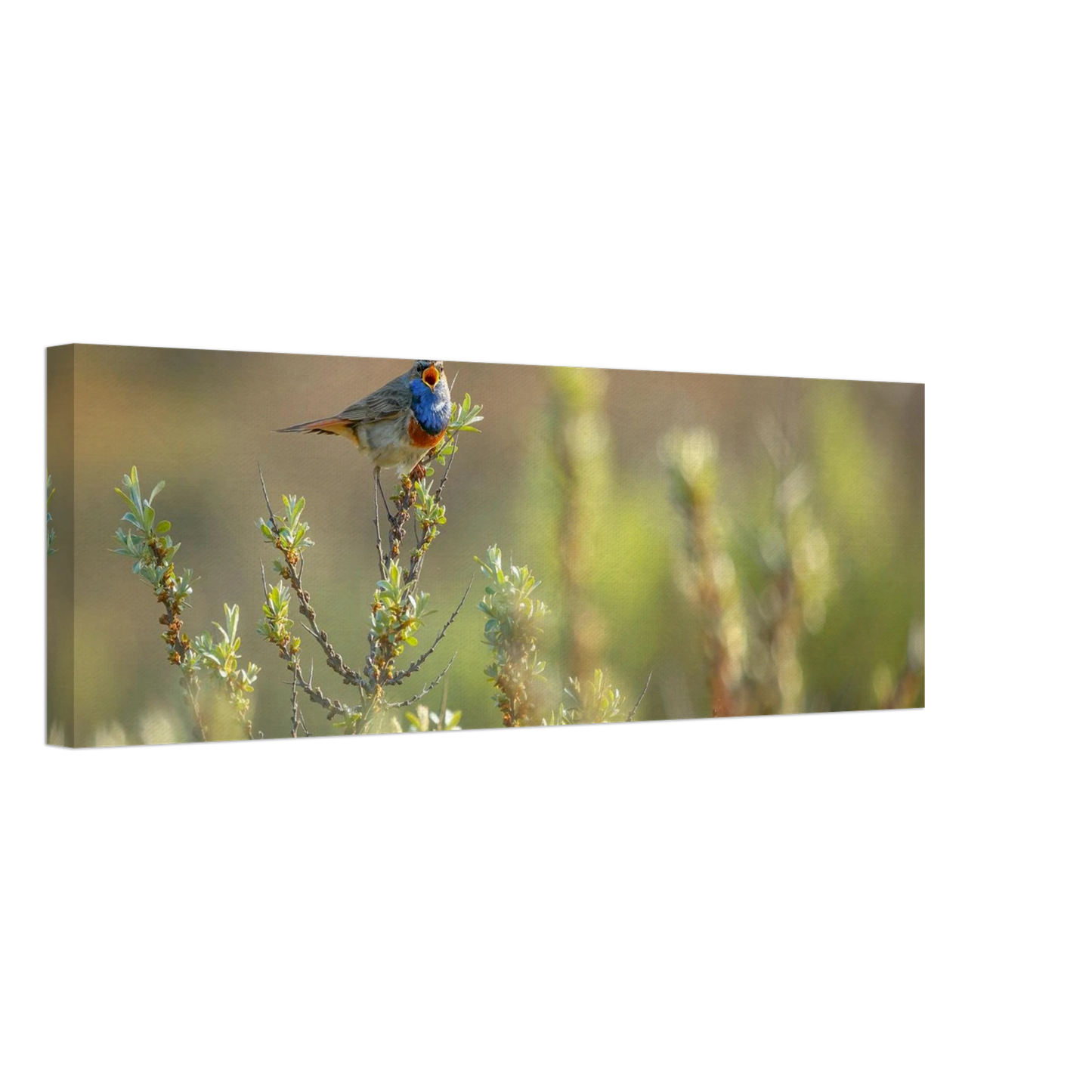 Wandbild blaukehlchen ein meisterwerk der natur auf leinwand in verschiedenen groessen erhaeltlich