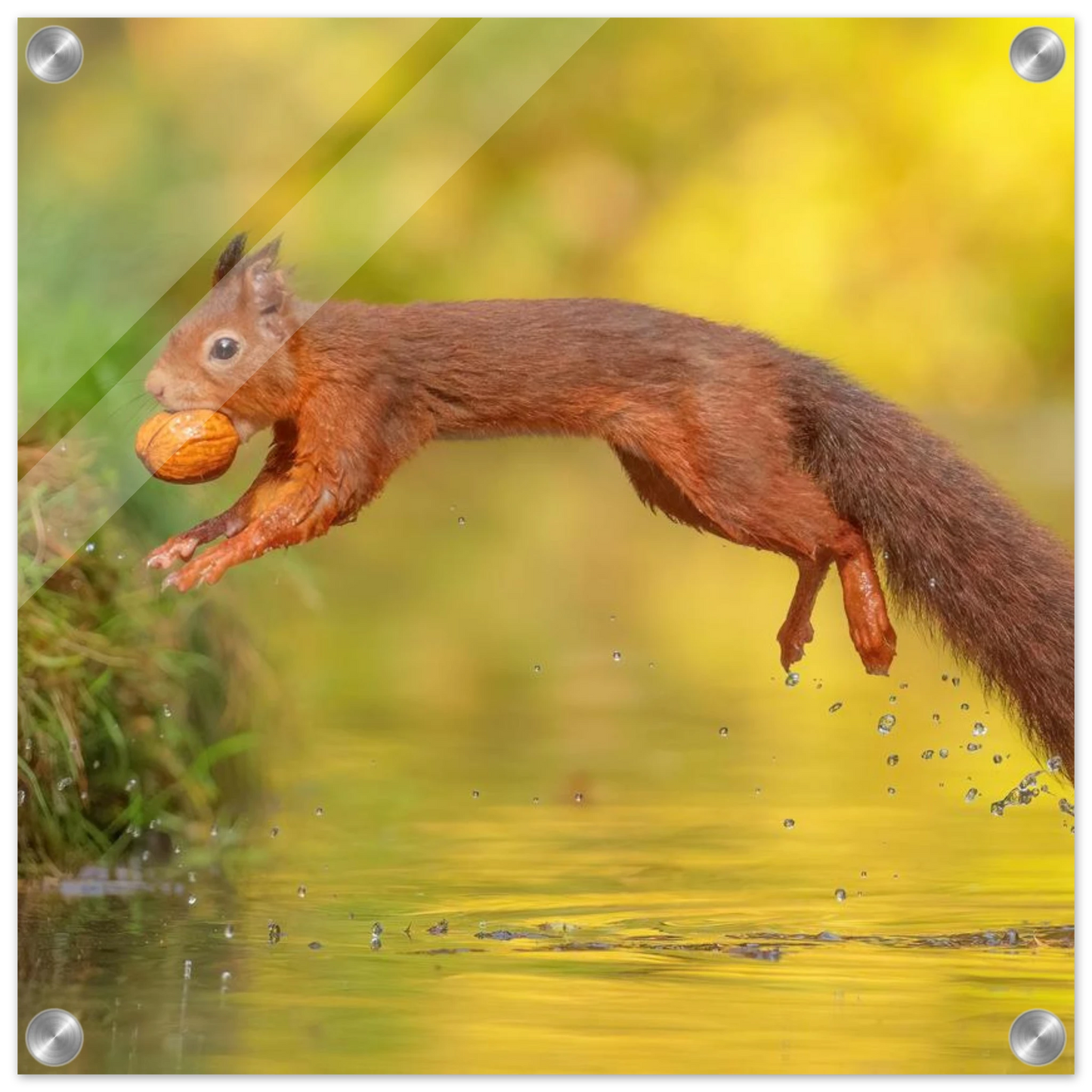 Wandbild eichhoernchen mit nuss dynamische tierkunst in leuchtenden herbstfarben