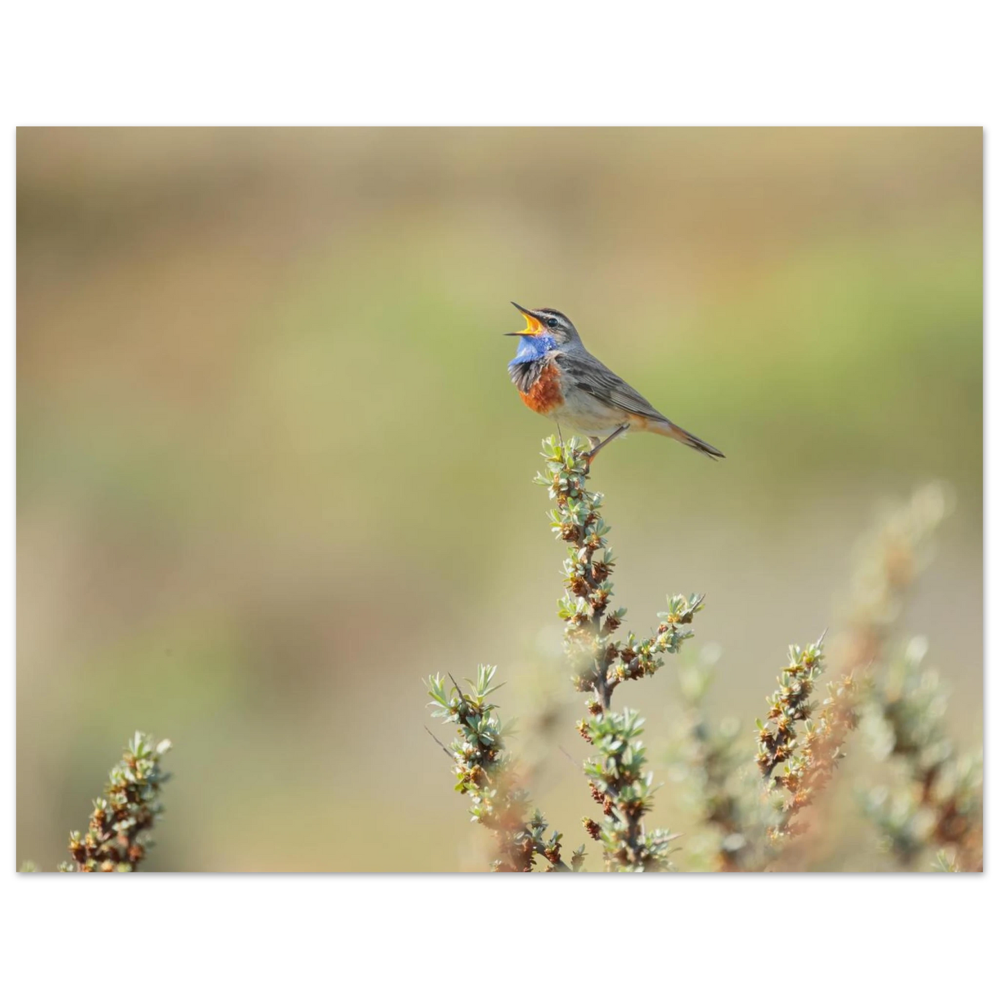 Wandbild der ruf der wildnis ein lebhaftes vogelportraet