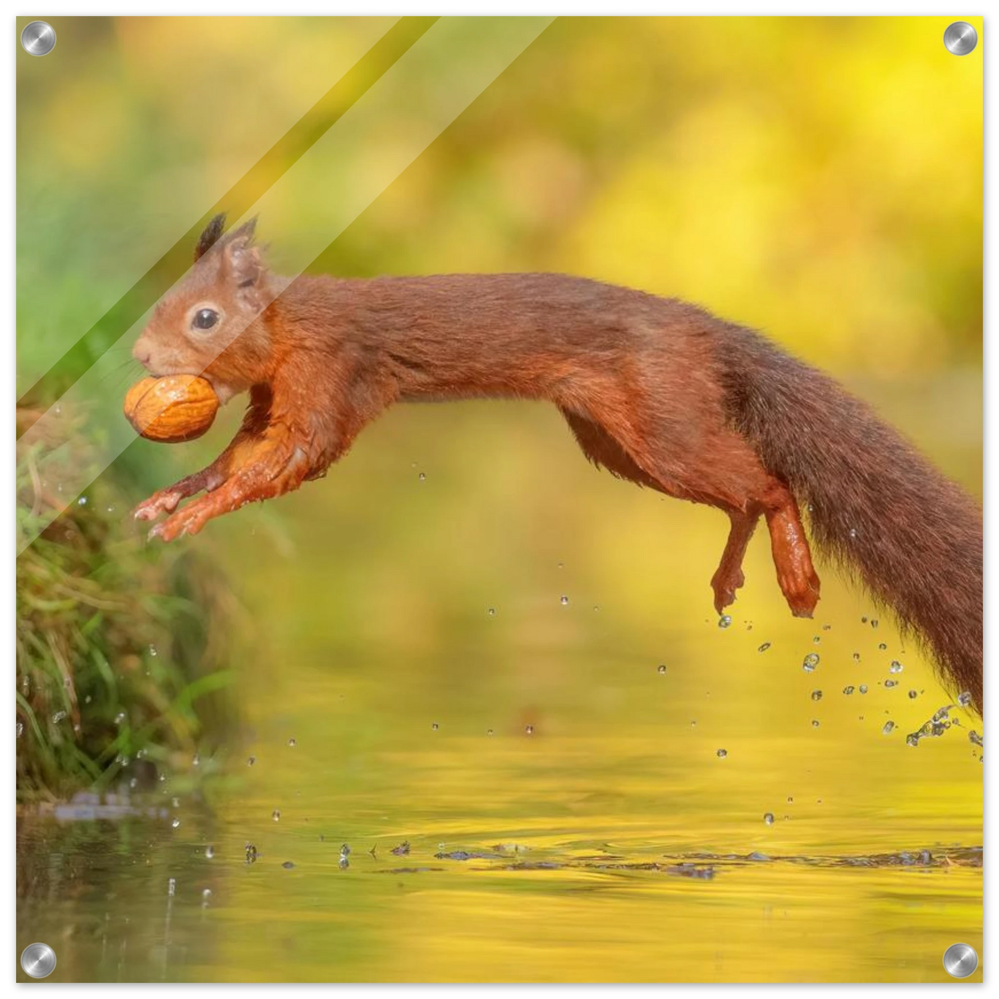 Wandbild eichhoernchen mit nuss dynamische tierkunst in leuchtenden herbstfarben