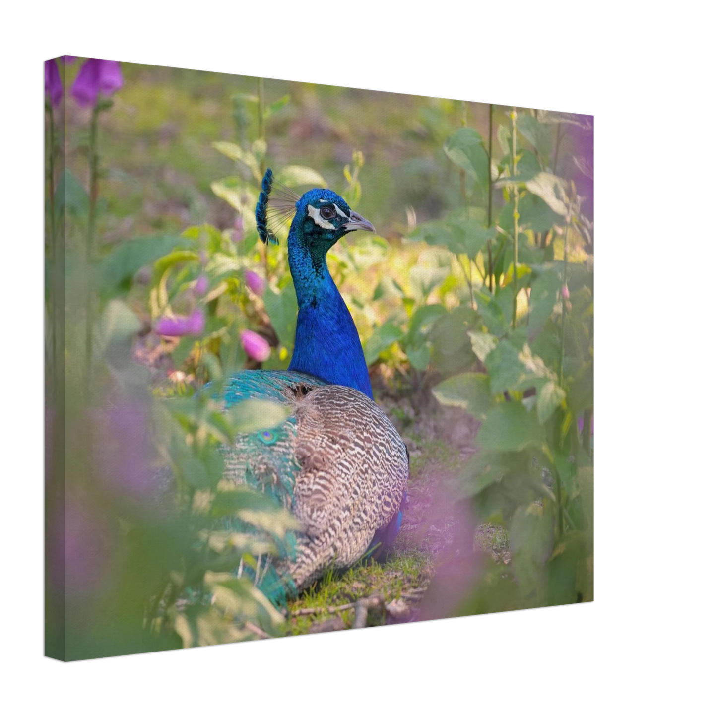 Wandbild majestaetischer pfau lebendige farbenpracht fuer ihre wand in vielen groessen erhaeltlich