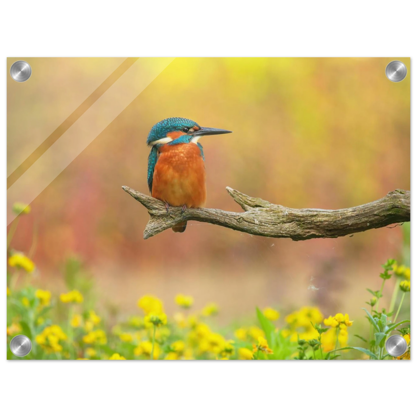 Wandbild eisvogel lebendige naturkunst fuer ihr zuhause in ihrer wunschgroesse