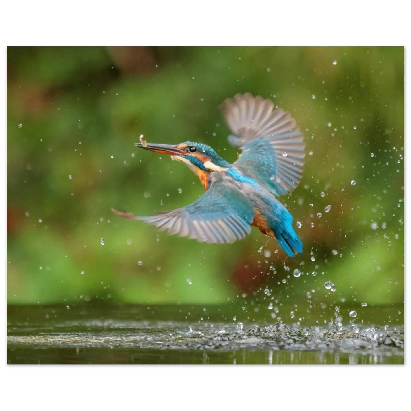 Wandbild eisvogel lebendige tierfotografie mit lebhaften blautoenen