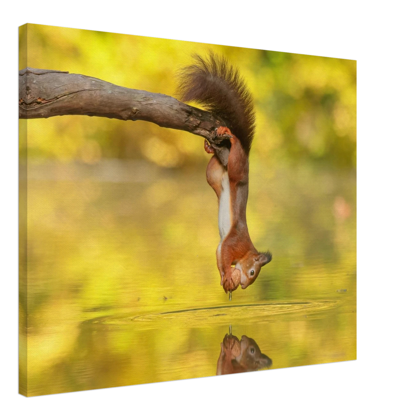 Wandbild akrobatik eichhoernchen lebendiges wildtier kunstwerk fuer ihr zuhause