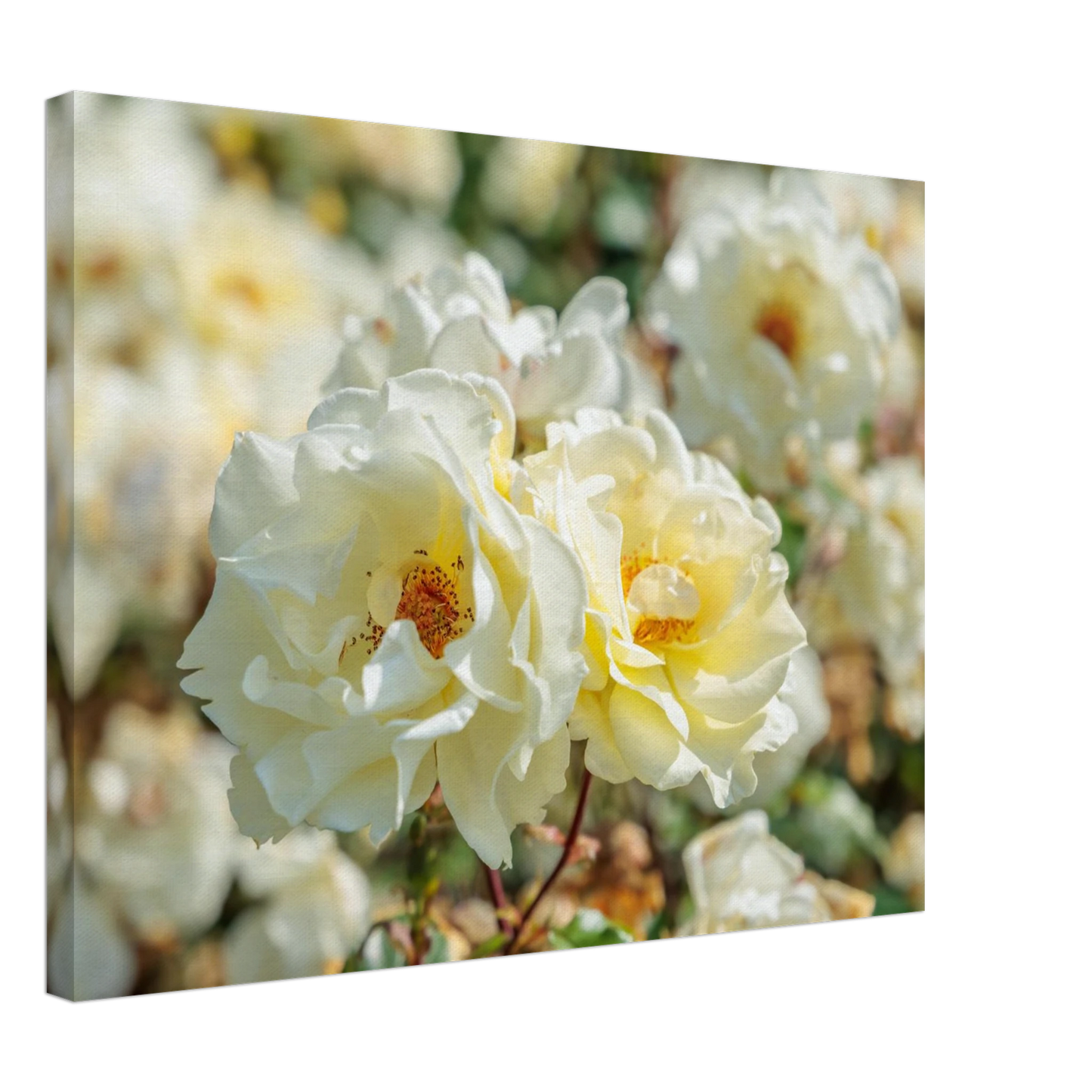 Wandbild creme weisse rosen zeitlose blumen eleganz fuer ihre wand in vielen groessen verfuegbar