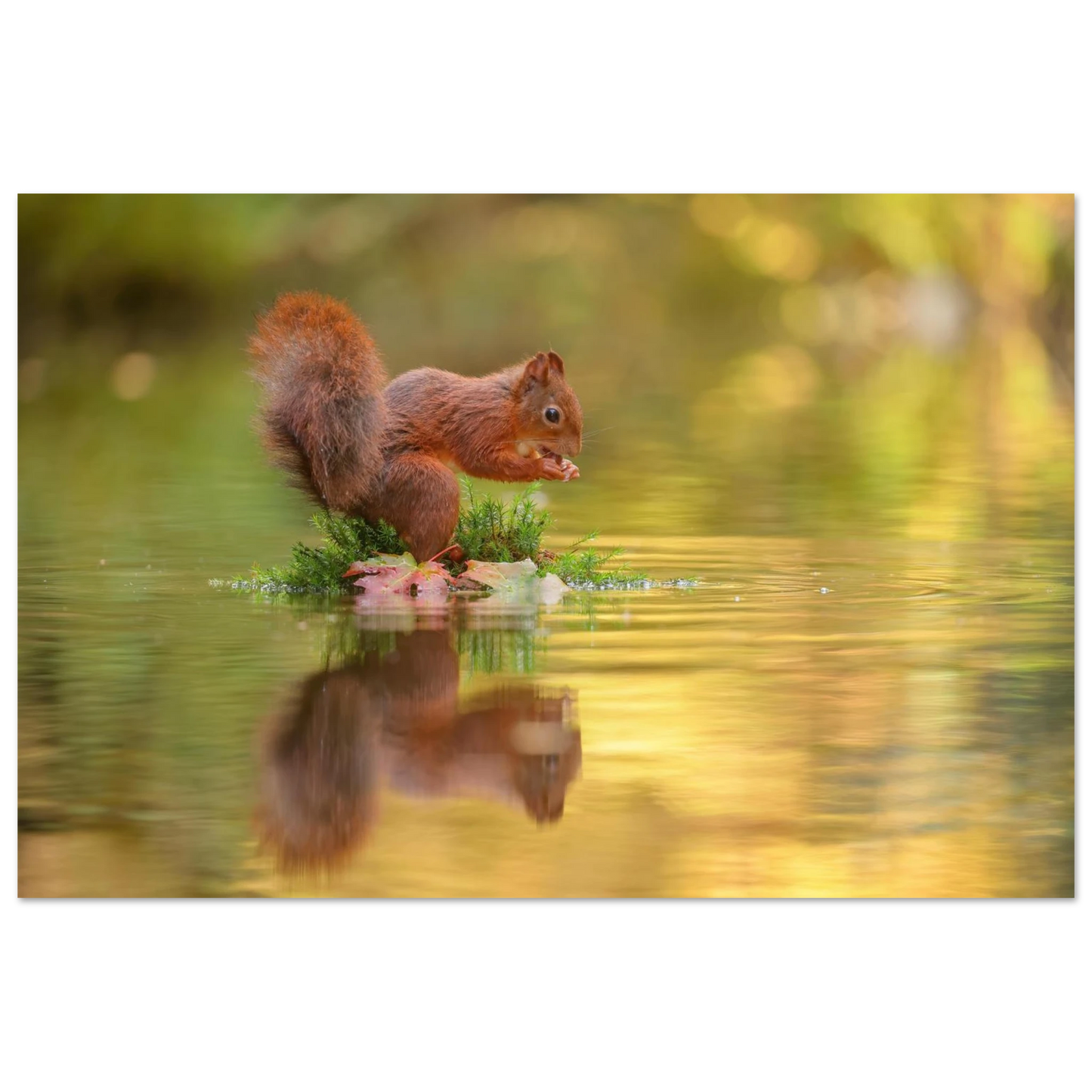 Wandbild bezauberndes eichhoernchen mit nuss lebendige wildtierkunst fuer ihr zuhause