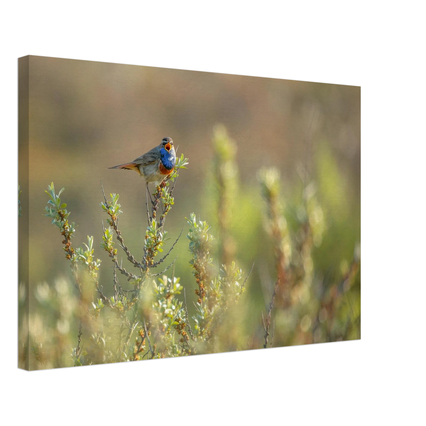 Wandbild blaukehlchen ein meisterwerk der natur auf leinwand in verschiedenen groessen erhaeltlich