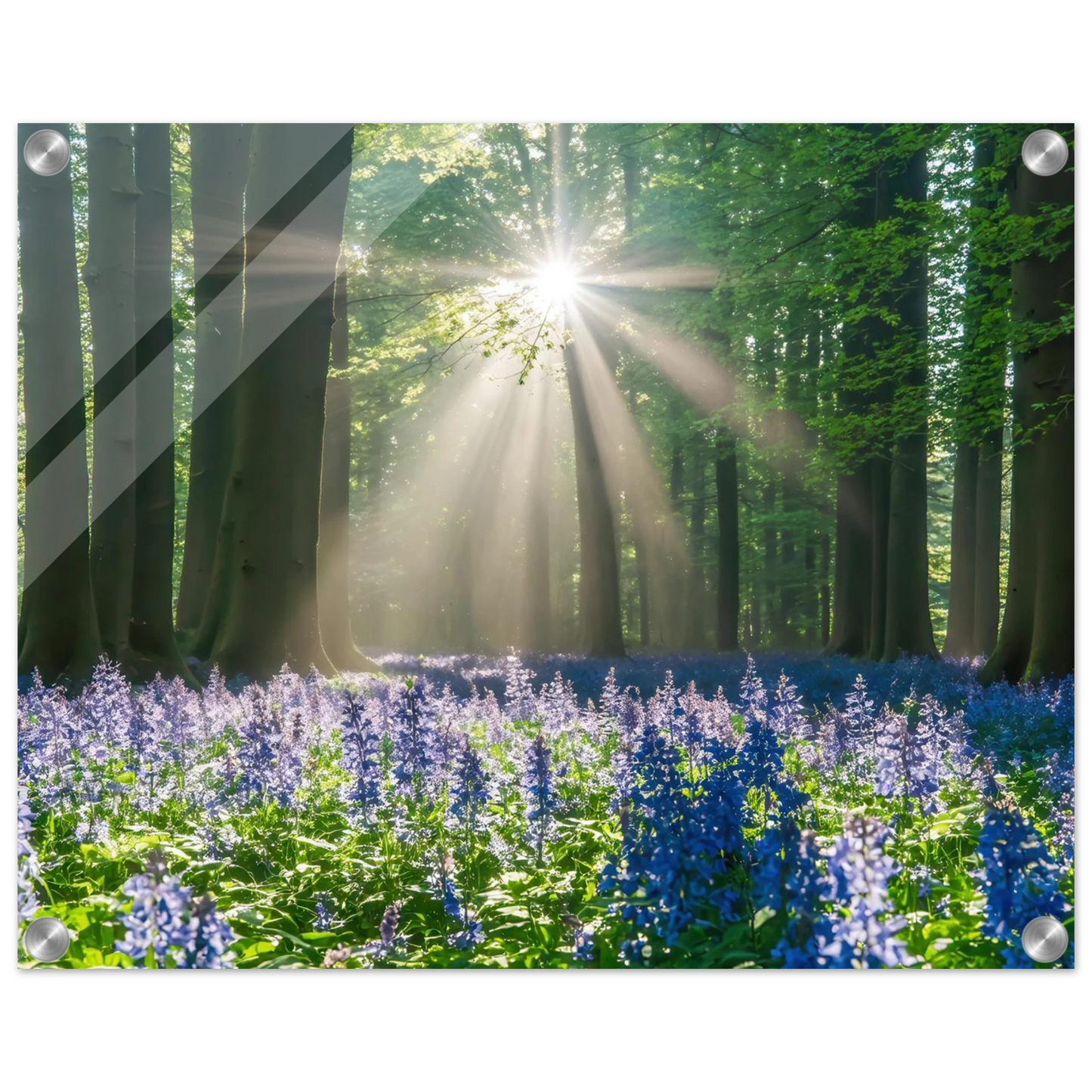 Wandbild bezaubernder wald mit sonnenstrahlen und lila bluetenmeer dein stueck natur