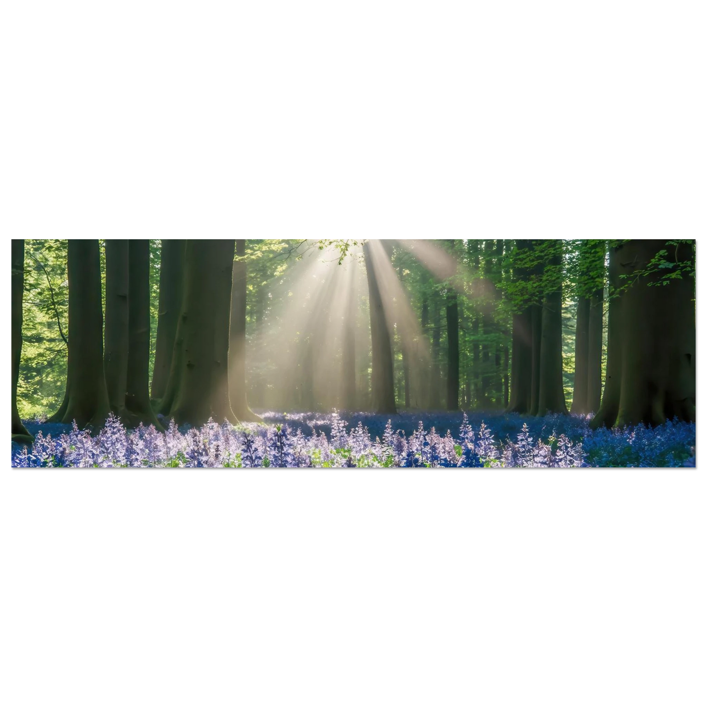 Wandbild bezaubernder wald mit sonnenstrahlen und lila bluetenmeer dein stueck natur