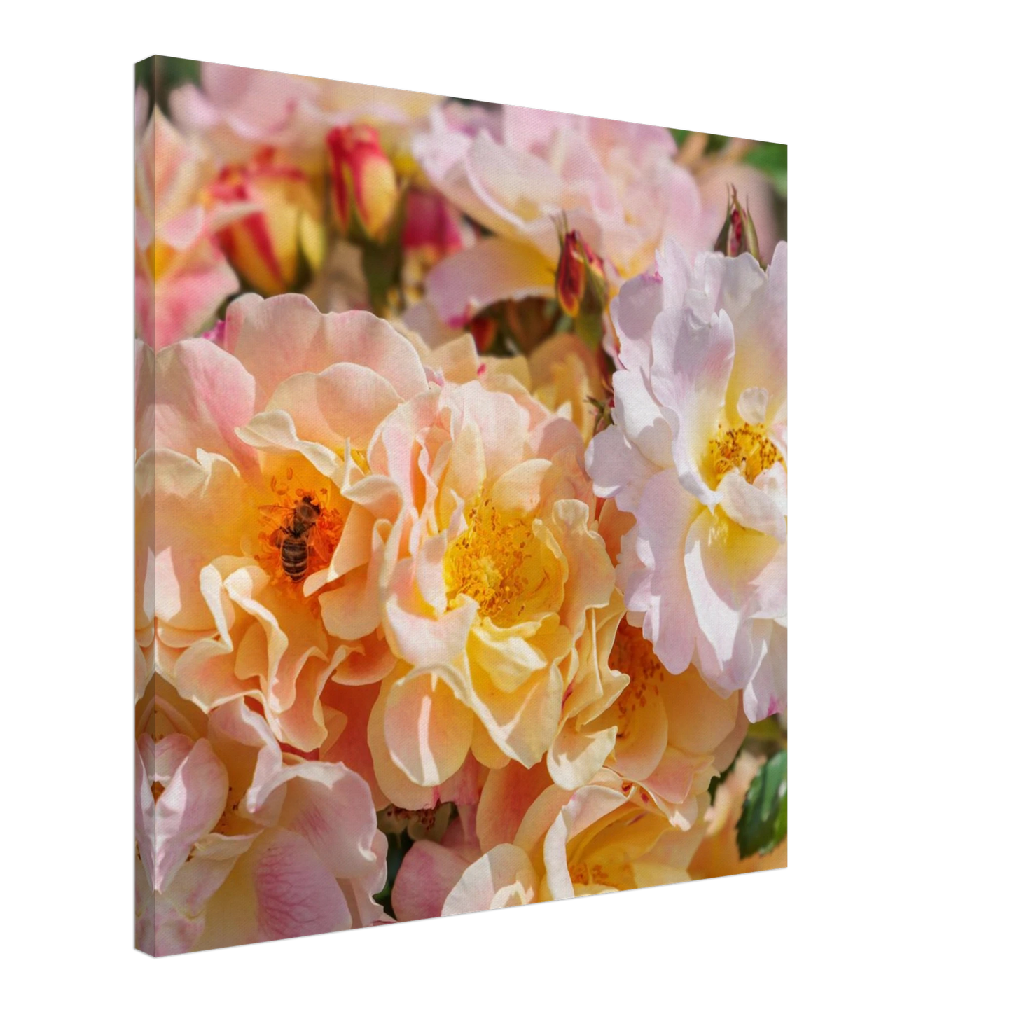 Wandbild bluehende gartenrosen eine honigbienen ode in pastell perfektion in vielen groessen verfuegbar