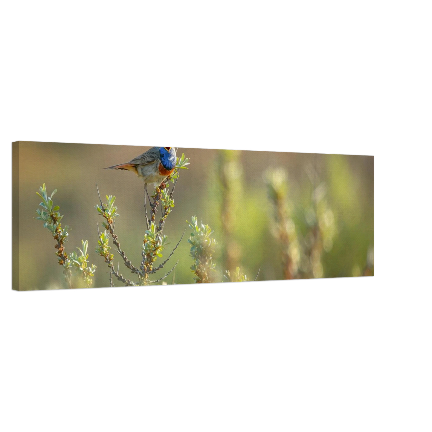Wandbild blaukehlchen ein meisterwerk der natur auf leinwand in verschiedenen groessen erhaeltlich