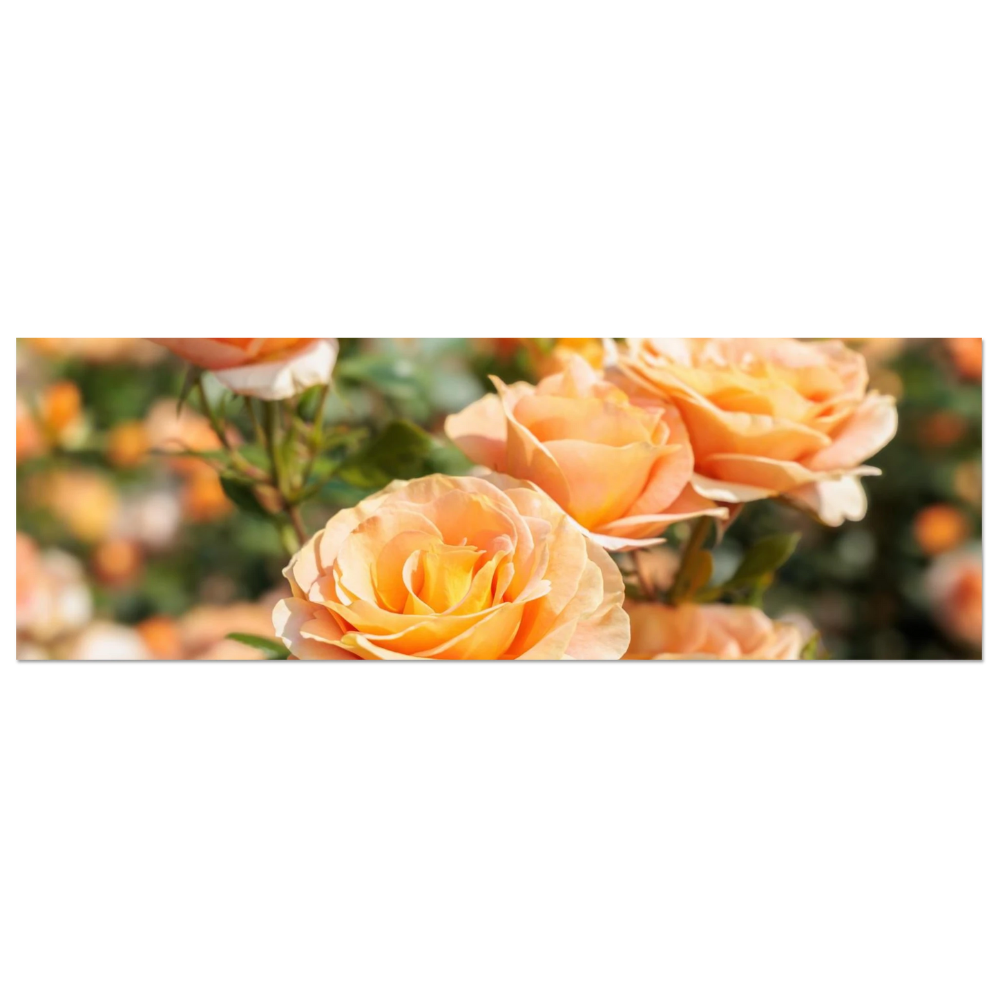 Wandbild romantische pfirsichrosen im sonnenschein botanische kunst fuer ihr zuhause in vielen groessen