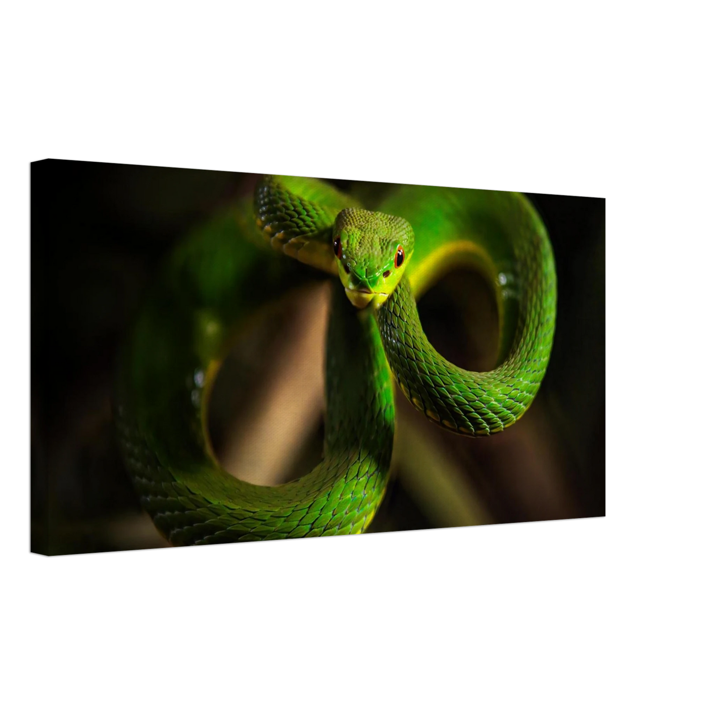 Wandbild der gruene baumviper ein hypnotischer blick in verschiedenen groessen
