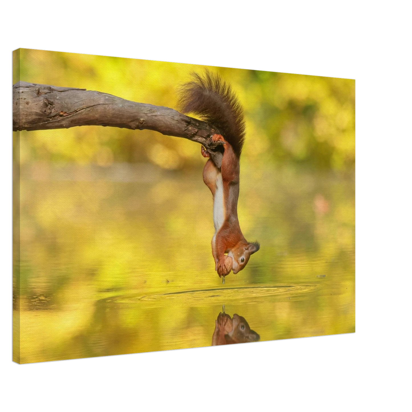 Wandbild akrobatik eichhoernchen lebendiges wildtier kunstwerk fuer ihr zuhause