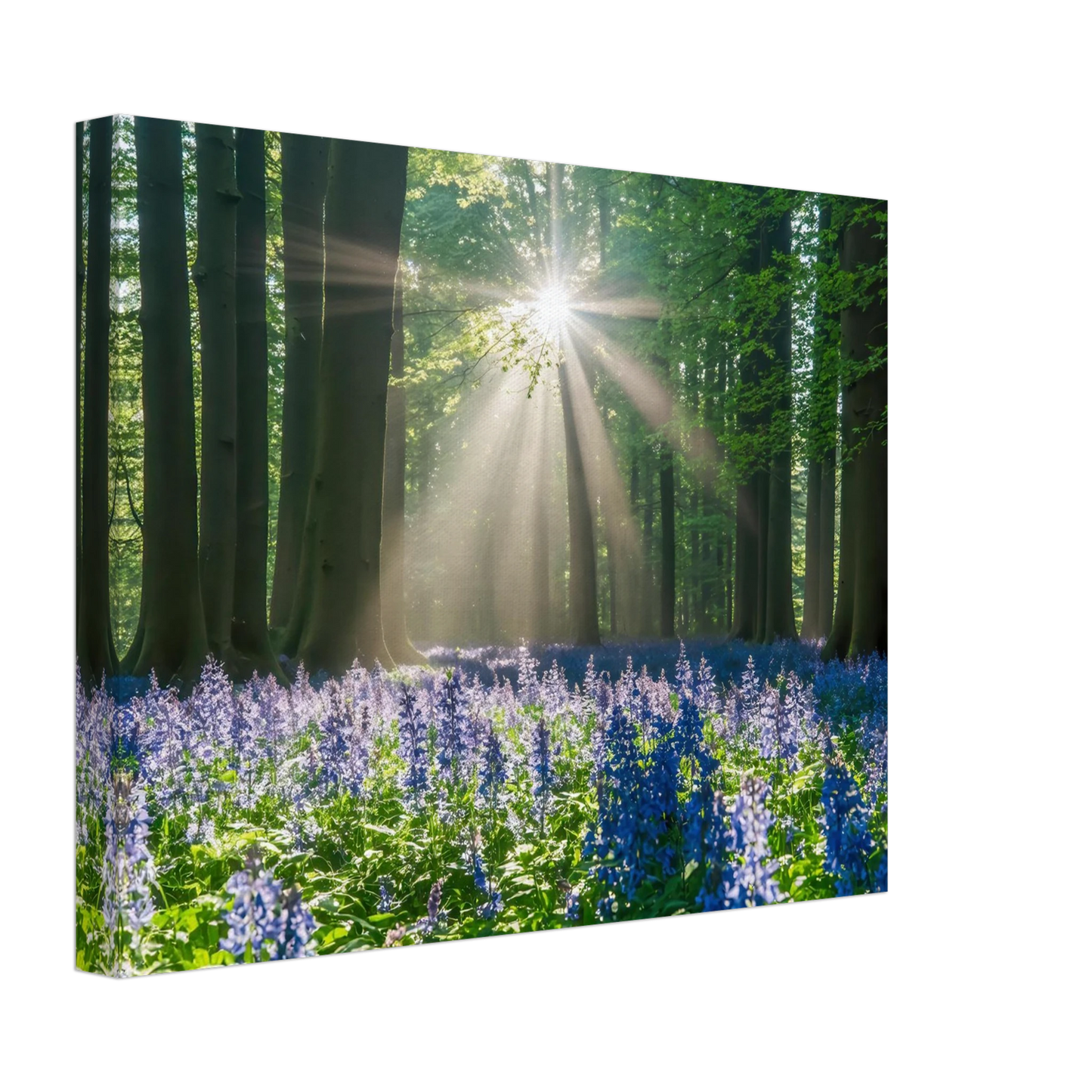Wandbild bezaubernder wald mit sonnenstrahlen und lila bluetenmeer dein stueck natur