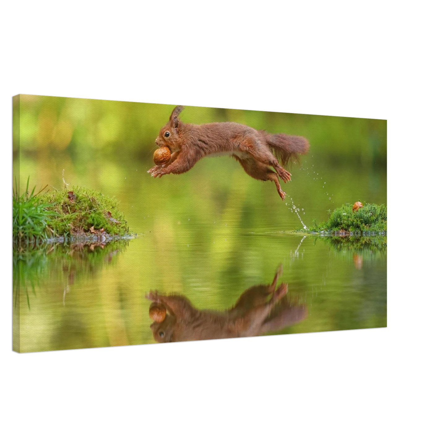 Wandbild eichhoernchen dynamisches wildtier poster mit lebendigen gruentoenen erhaeltlich in verschiedenen groessen