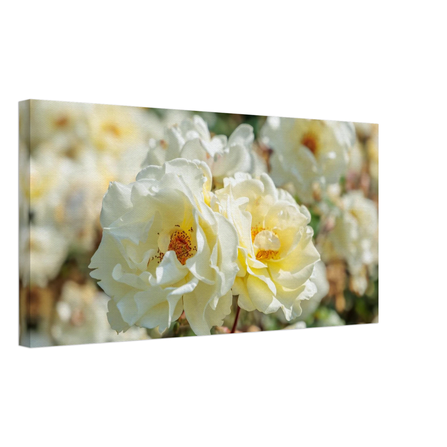 Wandbild creme weisse rosen zeitlose blumen eleganz fuer ihre wand in vielen groessen verfuegbar