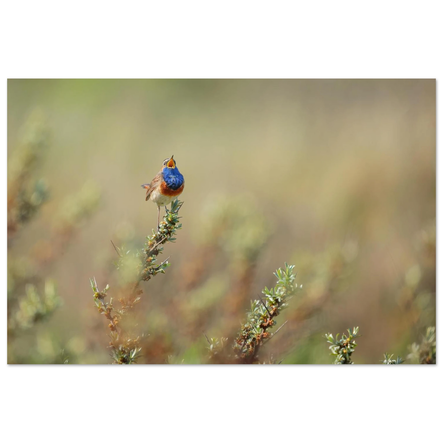Wandbild lebendige nachtigall ein meisterwerk der naturfotografie fuer ihr zuhause