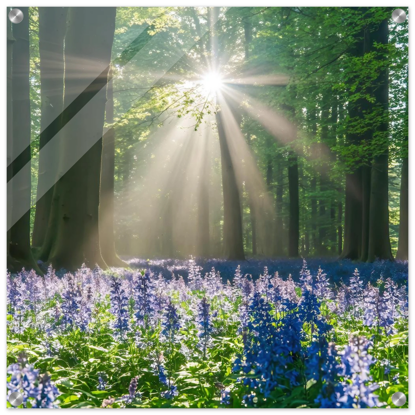 Wandbild bezaubernder wald mit sonnenstrahlen und lila bluetenmeer dein stueck natur